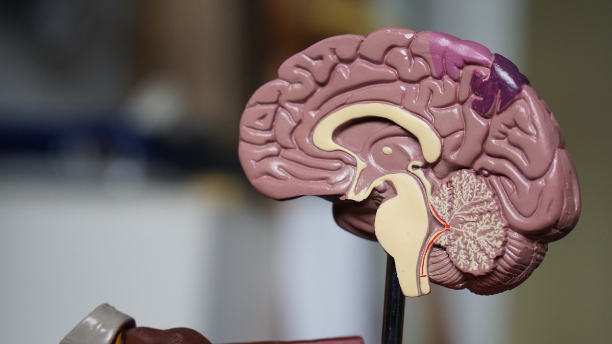 Anatomical brain model illustrating the neural structures central to neuroplasticity